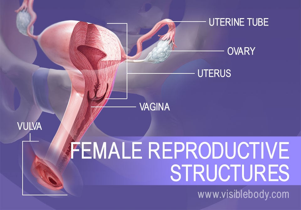 Overview of female reproductive structures
