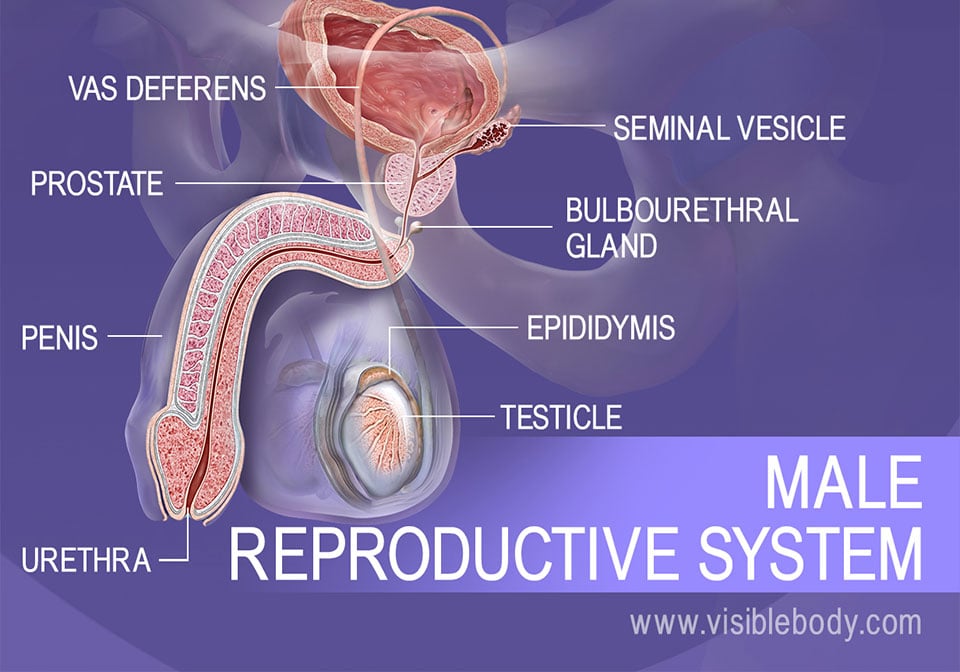 Structures of the male reproductive system