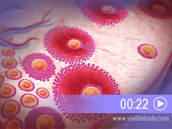 Click to play an animation of the formation of egg cells