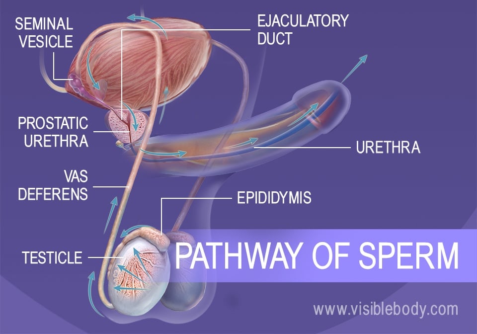 Sperm stored in the human body