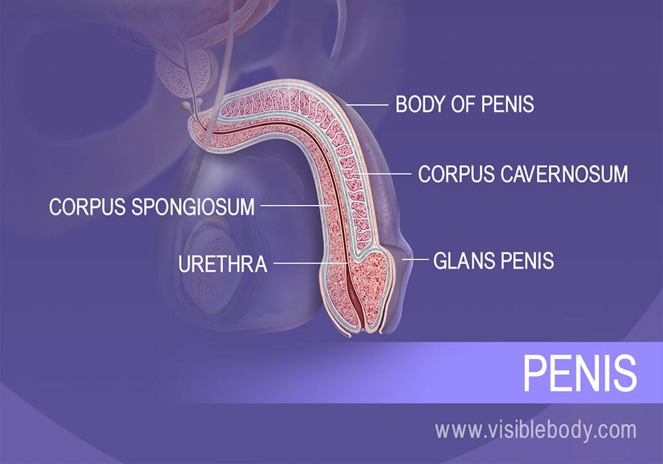 A cross section of the penis, and structures of the body and head.