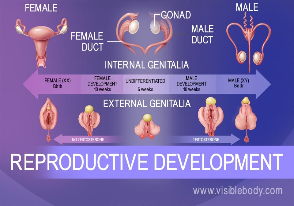 Genitale differentiatie van de foetus