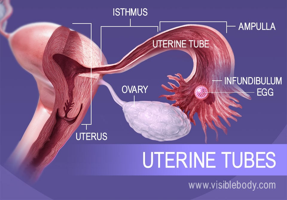The path of the egg during ovulation goes through the infundibulum, ampulla, and isthmus of the uterine tube.