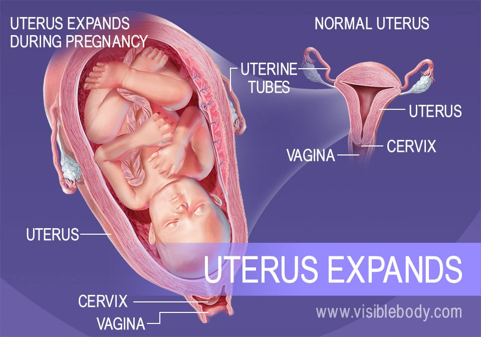 The change in size of the uterus during pregnancy