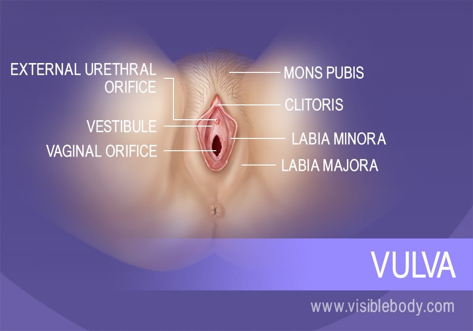 The outer components of the vulva