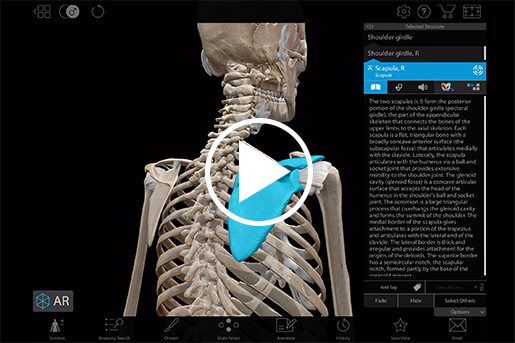 Clavícula y escápula en el Atlas de Anatomía Humana