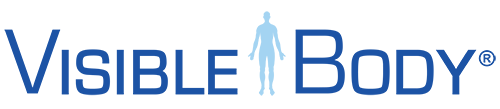 Visible Body 3d Human Anatomy