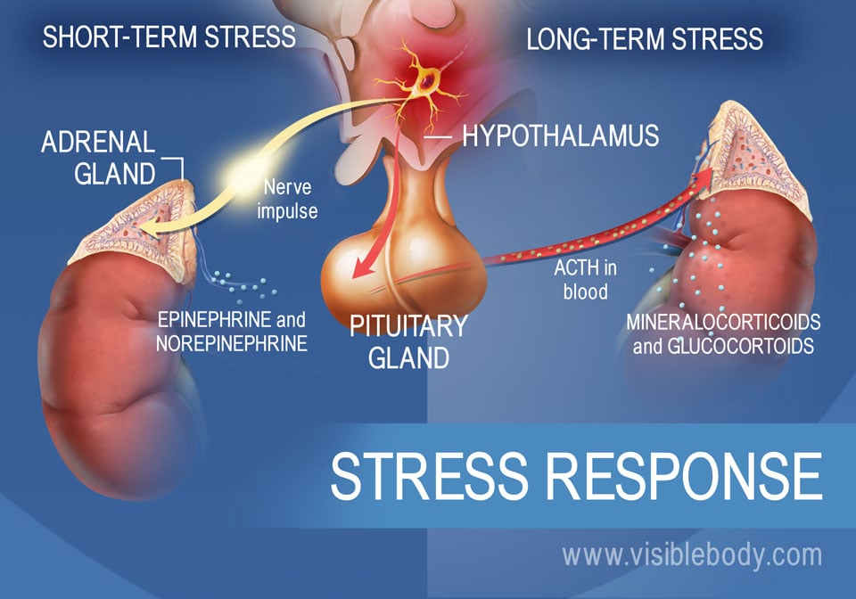 A diagram of the hormones involved in short-term and long-term stress response, showing the hypothalamus, pituitary, and adrenal glands