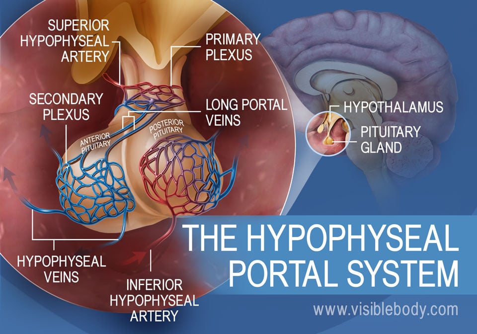 the endocrine glands and their functions