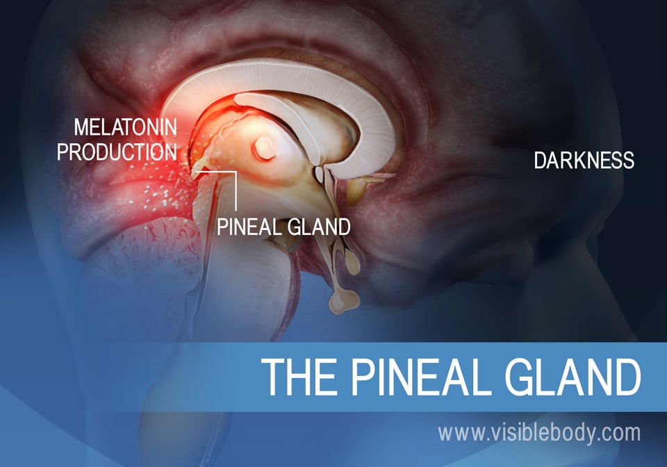A diagram of the pineal gland showing how it produces melatonin