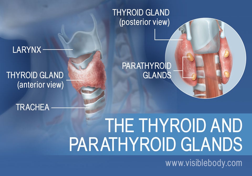 Anterior and posterior views of the thyroid and parathyroid glands, with the larynx and trachea