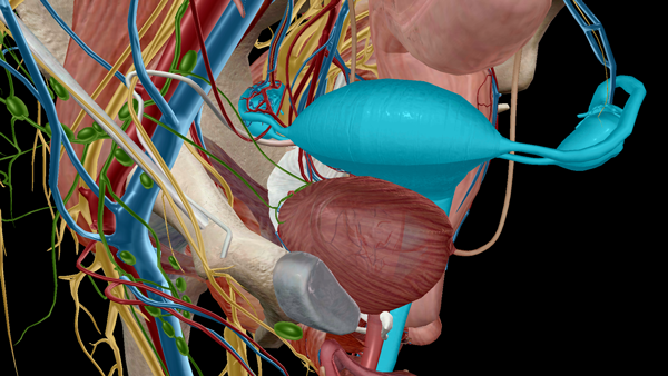 Anatomy And Physiology Internal Female Reproductive Anatomy