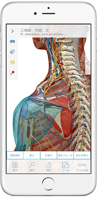 3d-models-of-bones-ligaments-ja