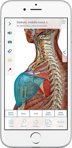 Muscle Premium 3d Atlas Of Musculoskeletal Anatomy And Function