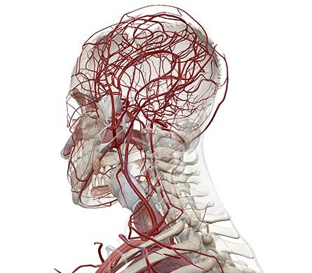 3D model of upper axial skeleton with blood vessels
