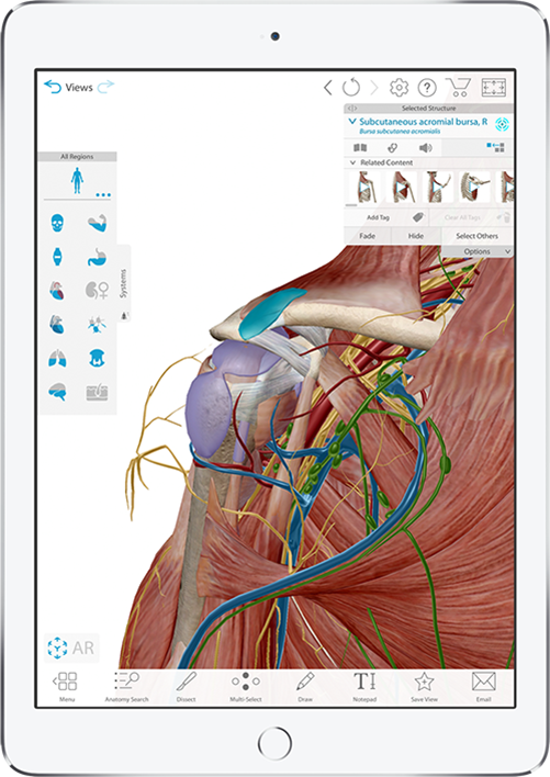 Human Anatomy Atlas showing 3D view of shoulder anatomy and definitions
