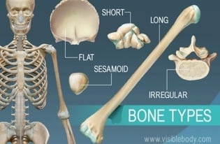 Drawings of a skeleton and various types of bones - short, long, flat, sesamoid, and irregular