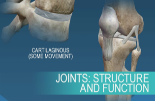 Images of cartilage between bones