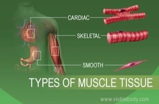 Drawing of various types of muscle tissue - cardiac, skeletal, smooth