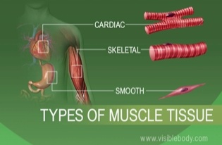 Drawing of various types of muscle tissue - cardiac, skeletal, smooth