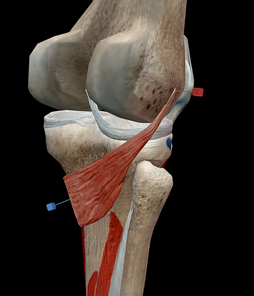 femur muscle attachments