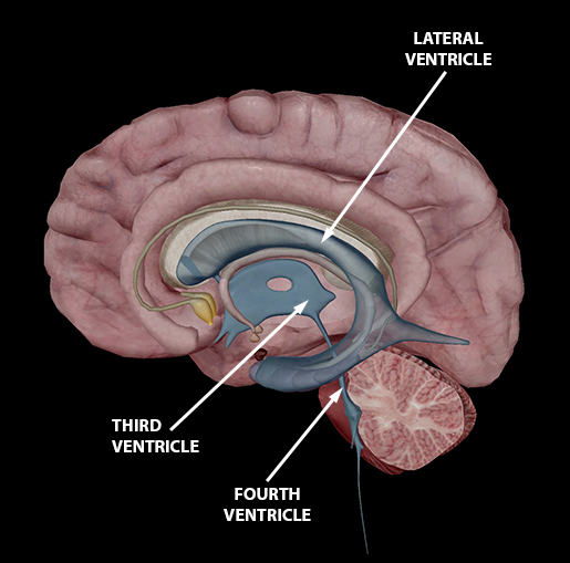 right cerebral peduncle visible body app right cerebral peduncle visible body app
