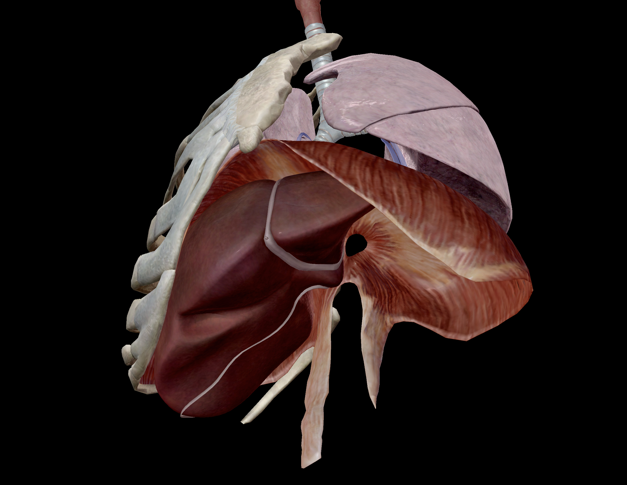 www.visiblebody.com