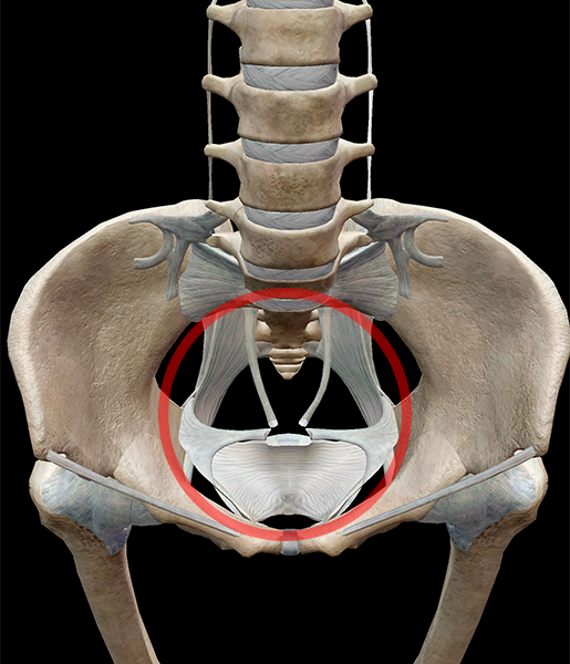 3D Skeletal System: 5 Cool Facts about the Hip Bones