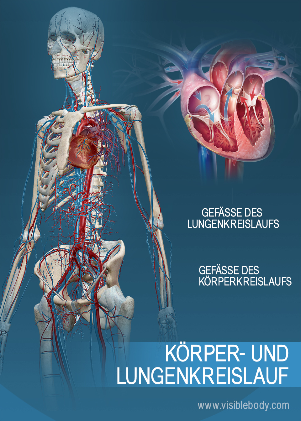 Kreislaufsystem Körper- & Lungenkreislauf