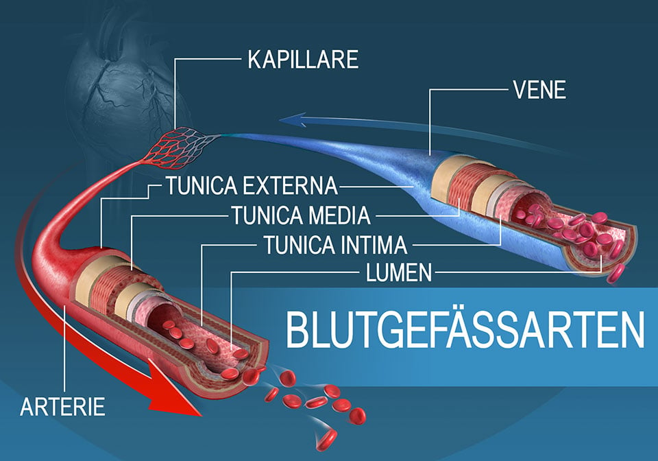 Die unterschiedlichen Arten der Blutgefäße und ihre Schichten