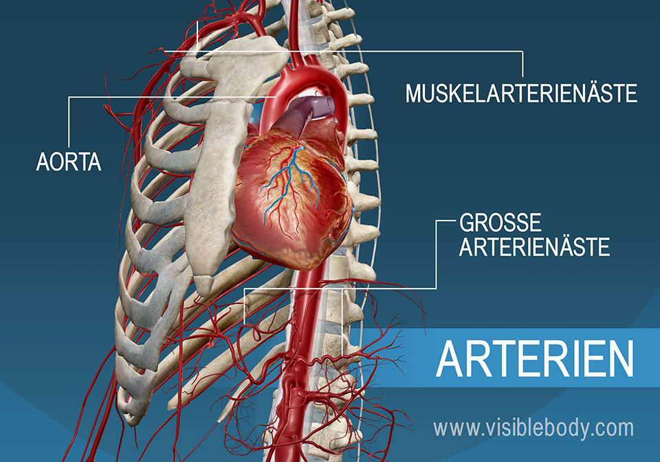Die Hauptarterien und ihre Verästelungen im Körper