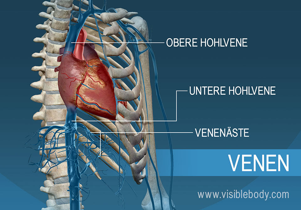 Obere und untere Hohlvene (Vena cava superior bzw. inferior)