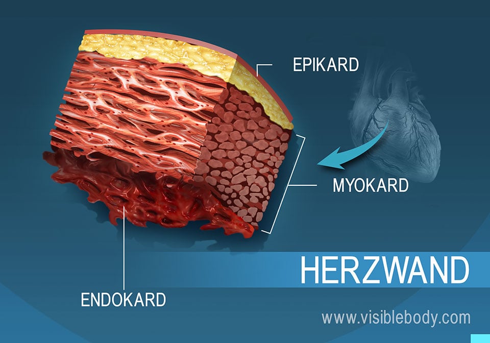 Die Herzwand im Querschnitt
