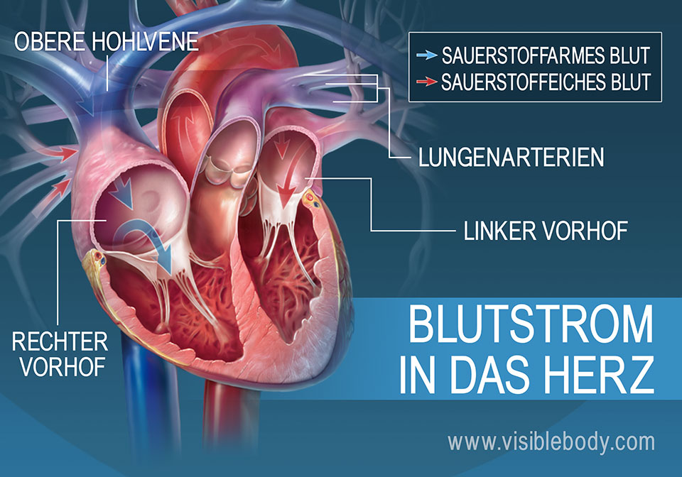 Die Vorhöfe pumpen das Blut in den jeweiligen Ventrikel