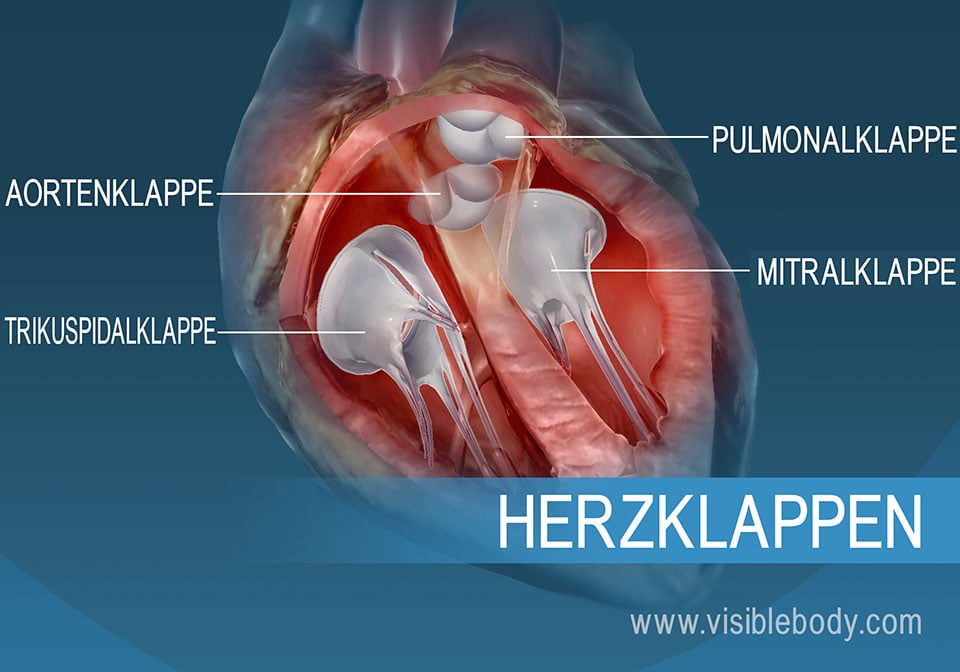 Die 4 Klappen des menschlichen Herzes