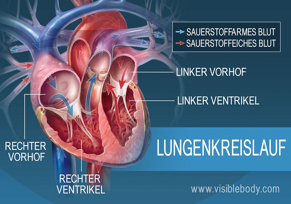 Der Kreislauf des sauerstoffreichen und sauerstoffarmen Blutes durch die Vorhöfe des Herzes
