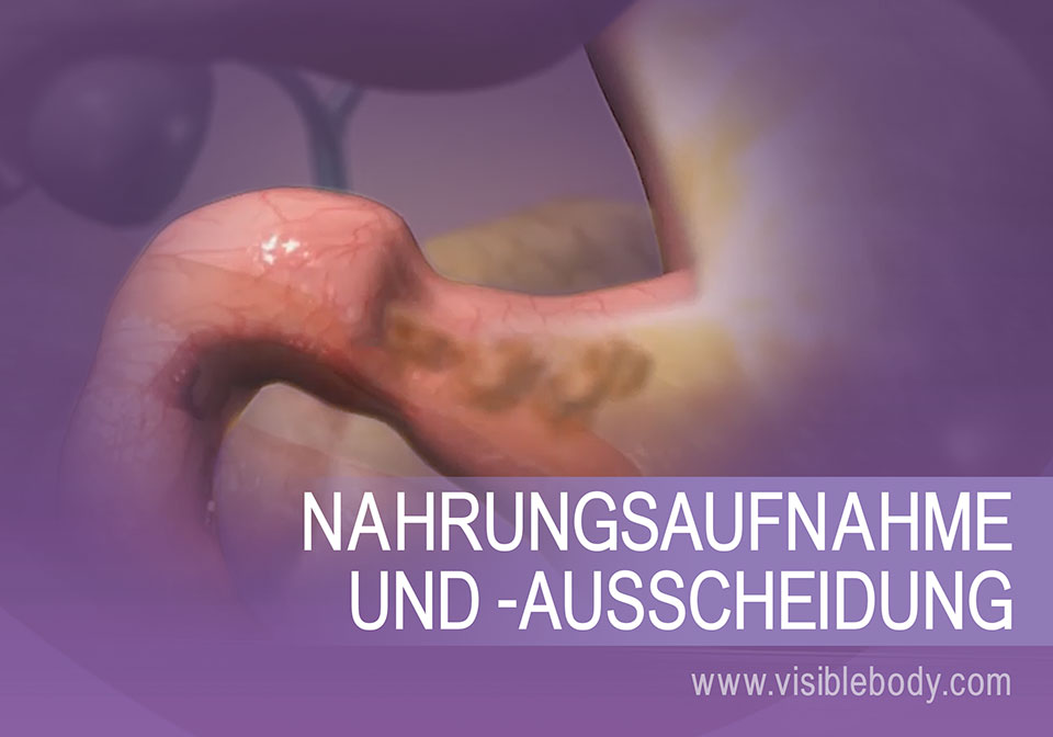 Zu den Aufgaben des unteren Verdauungstraktes gehören die Resorption von und die Sammlung fester Abfallprodukte