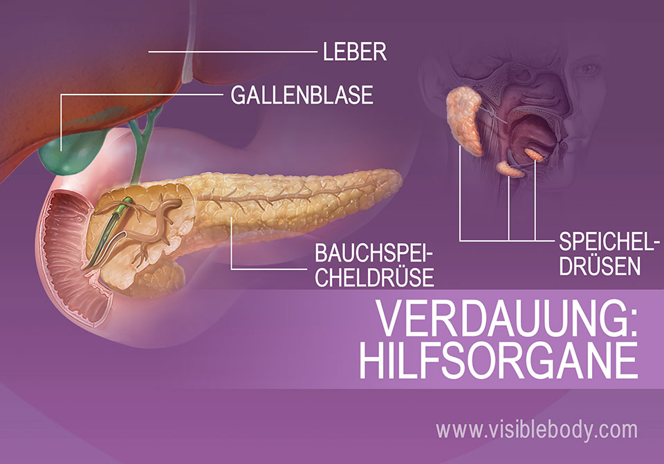 Leber, Gallenblase, Bauchspeicheldrüse und die Speicheldrüsen zählen zu den Hilfsorganen des Verdauungssystems.