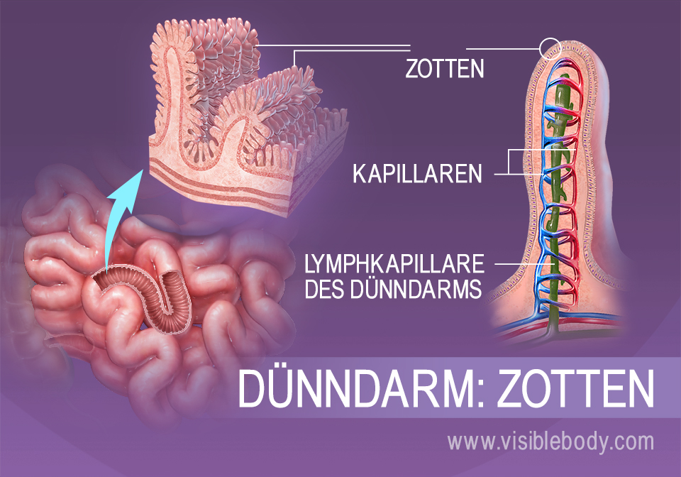 Vergrößerung der Dünndarmzotten