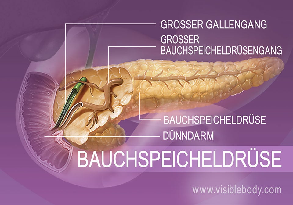 Hauptgang der Bauchspeicheldrüse im Querschnitt des Pankreas