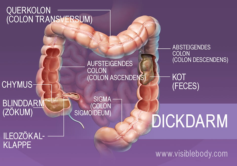 Nährstoff- und Wasserpassage durch den Dickdarm