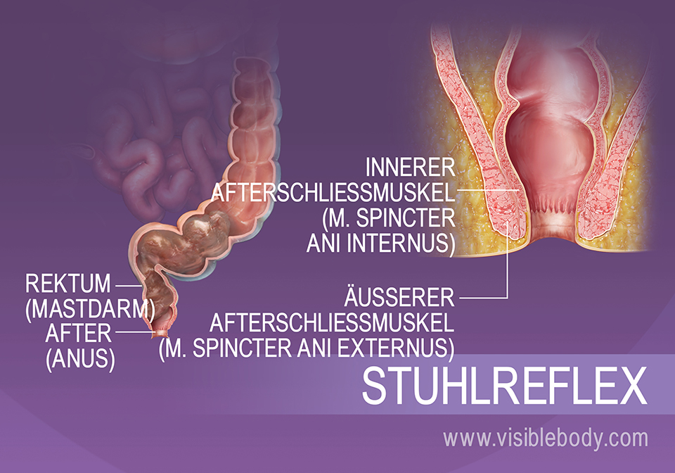 Ausscheidung der Abfallprodukte des Stoffwechsels aus dem menschlichen Körper