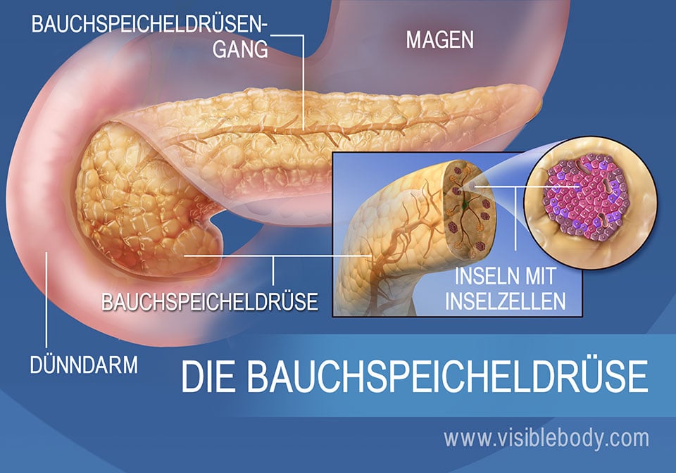 Diese Darstellung der Bauchspeicheldrüse zeigt den Ausführungsgang der Drüse, die Inselzellen des Pankreas, den Magen und den Dünndarm