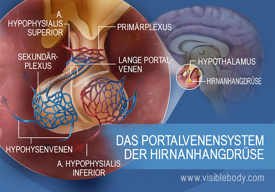 Eine Darstellung des hypohysären Pfortadersystems in der Hirnanhangdrüse einschließlich der Hypophysenvenen und der A. hypophysialis superior et inferior.