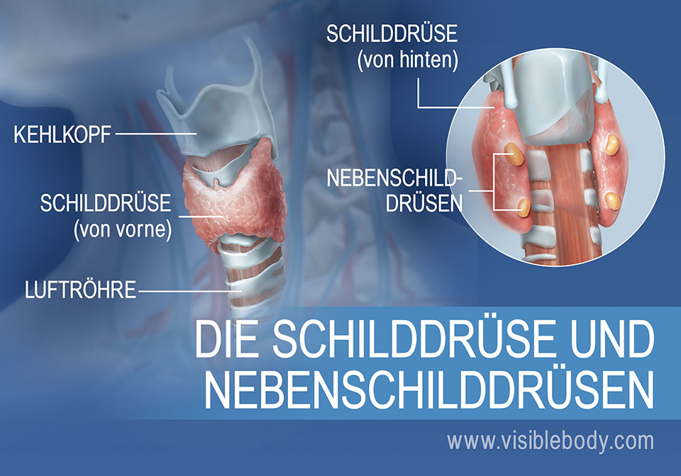 Vorder- und Rückansicht der Schilddrüse mit Nebenschilddrüsen, Kehlkopf und Luftröhre
