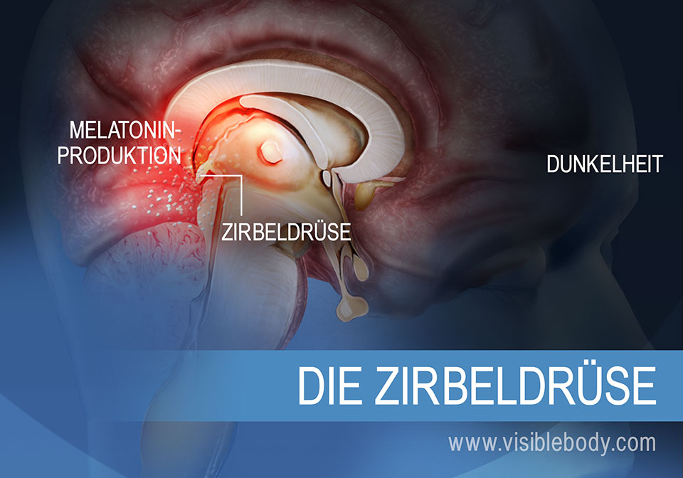 Eine Darstellung der Zirbeldrüse, die zeigt, wie diese Melatonin erzeugt