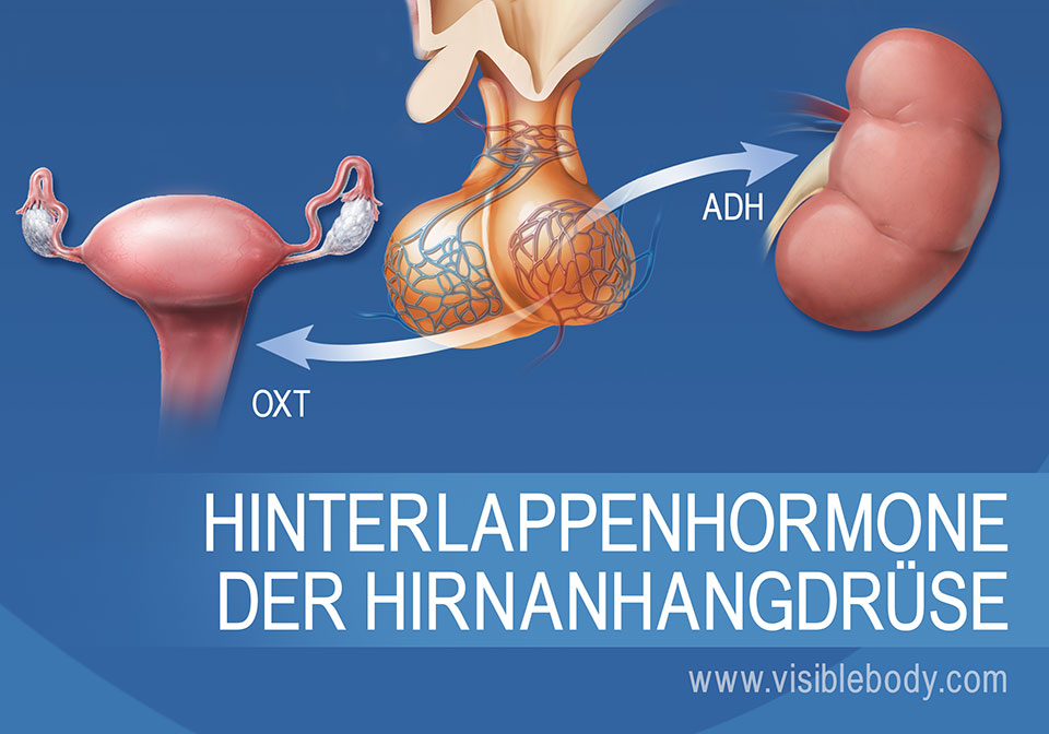 Eine Darstellung der Hirnanhangsdrüse und der Hormone des Hypophysenhinterlappens