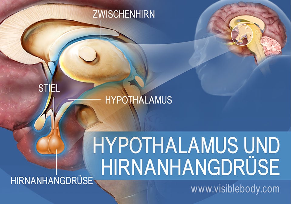 Eine Darstellung des Hypothalamus und der Hirnanhangdrüse mit Stiel und Zwischenhirn.