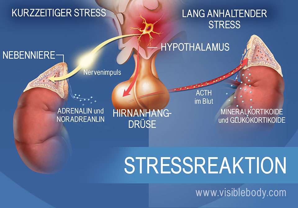 Eine Darstellung der Hormone, die an der Kurz- und Langzeitreaktion auf Belastungen beteiligt sind und von Hypothalamus, Hirnanhangdrüse und Nebennieren.