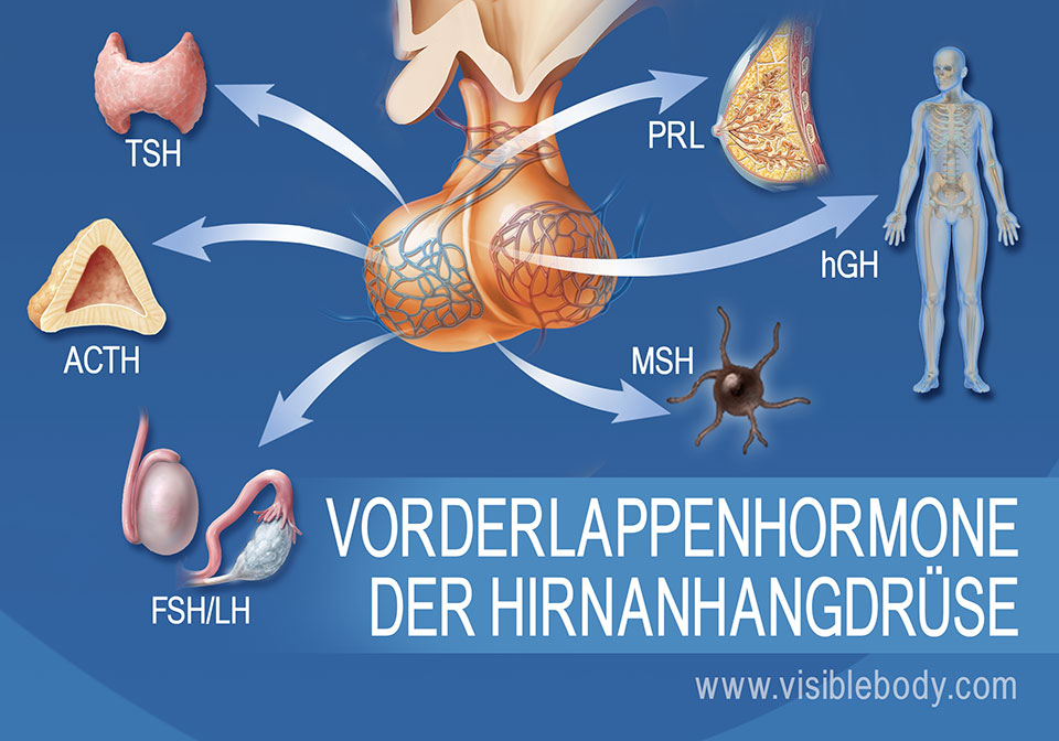 Eine Darstellung der Hirnanhangdrüse und der Hormone des Hypophysenvorderlappens